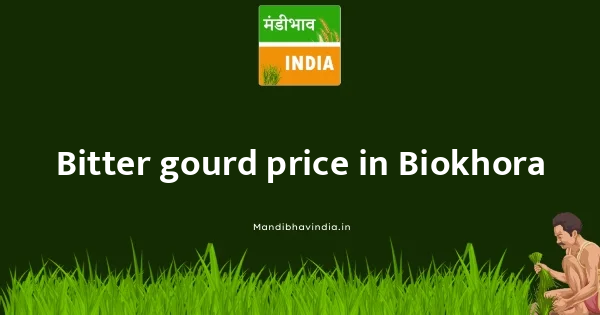 Bitter gourd price